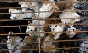 Hạ viện Mỹ thông qua luật phạt tiền 5.000 USD nếu ăn thịt chó, mèo