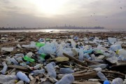 Loài nấm đặc biệt tiêu diệt được rác thải nhựa